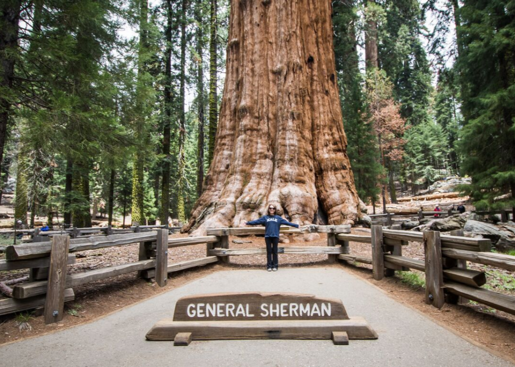 #23. Sequoia: Pay homage to General Sherman